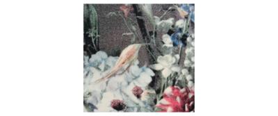 Flowers Multi